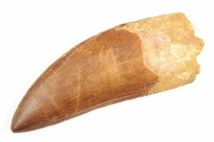 Serrated, Carcharodontosaurus Tooth - Huge Tooth #192804